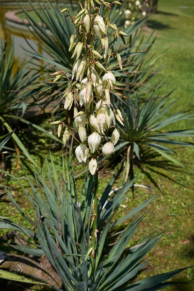 Inflorescencia Blanca Planta Yucca Aloifolia — Foto de Stock