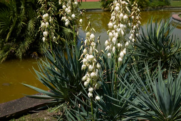 Vit Blomstã Llning Yucca Aloifolia Anlã Ggning — Stockfoto