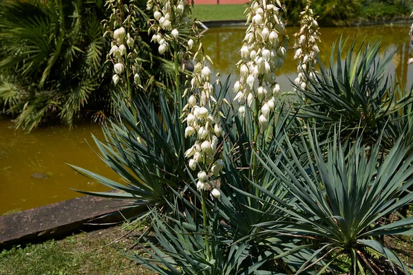 Inflorescencia Blanca Planta Yucca Aloifolia — Foto de Stock