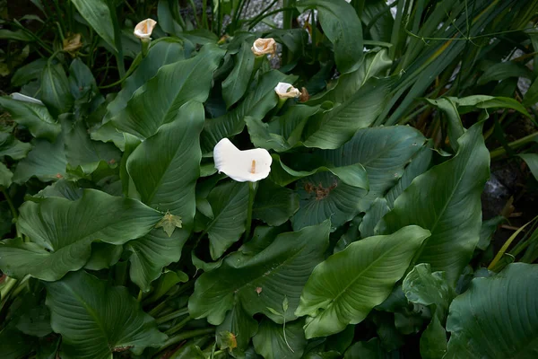 Fleurs Blanches Plante Zantedeschia Aethiopica — Photo