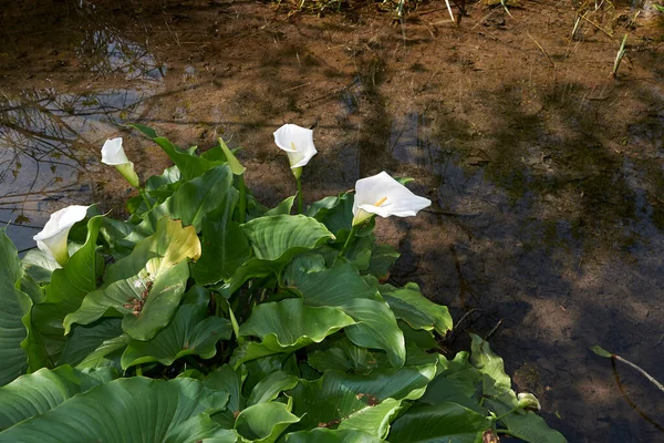 Vita Blommor Växten Zantedeschia Aethiopica — Stockfoto