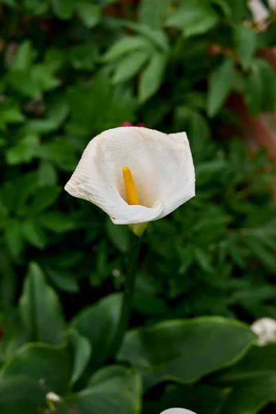 Bílé Květy Rostliny Zantedeschia Aethiopica — Stock fotografie