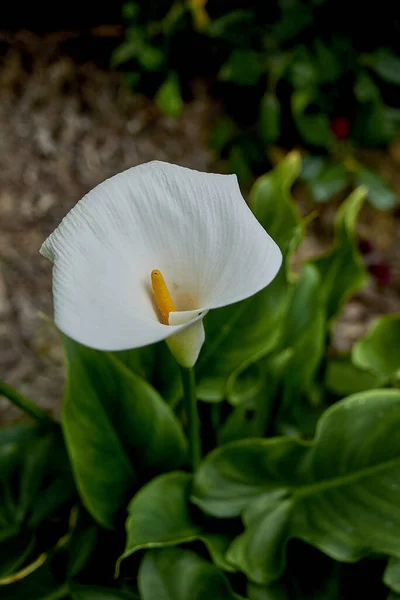 Белые Цветы Растения Zantedeschia Aethiopica — стоковое фото