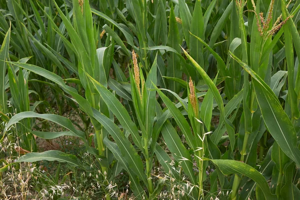 Zea Mays Plantas Campo Agrícola —  Fotos de Stock