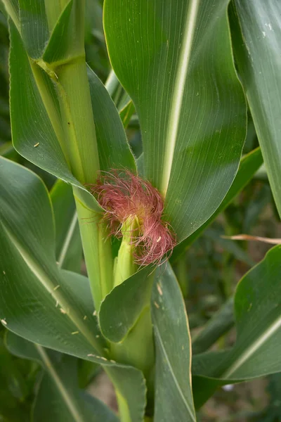 Zea Mays Plantas Campo Agrícola —  Fotos de Stock