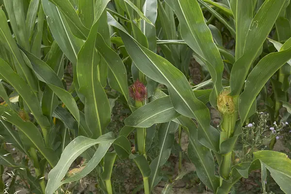 Zea Mays Plantas Campo Agrícola —  Fotos de Stock