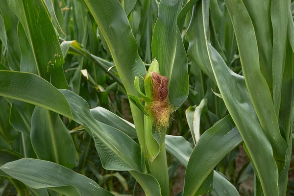 Zea Mays Plantas Campo Agrícola —  Fotos de Stock