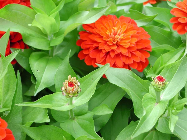 Zinnia Elegans Virág Közelről — Stock Fotó