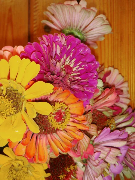 Kolorowe Blouquet Zinnia Elegans Kwiaty — Zdjęcie stockowe