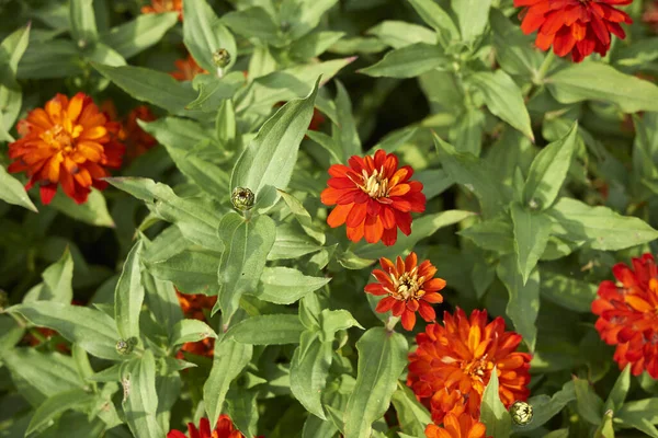 ジンニア エレゲネスの花が閉じて — ストック写真