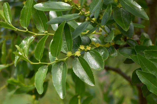 Ziziphus Jujuba Árvore Flor — Fotografia de Stock