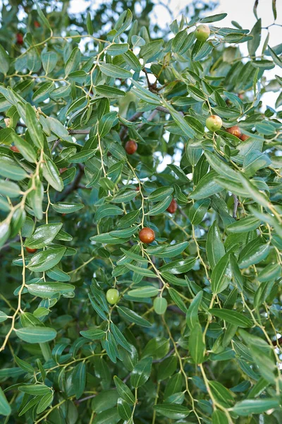 Ziziphus Jujuba Brach Ovocem — Stock fotografie