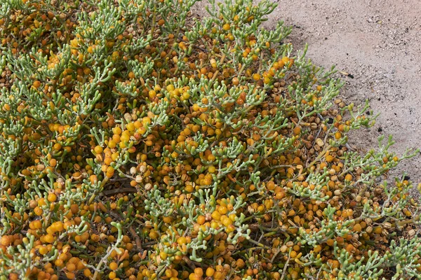 Liście Owoce Zygophyllum Fontanesii — Zdjęcie stockowe