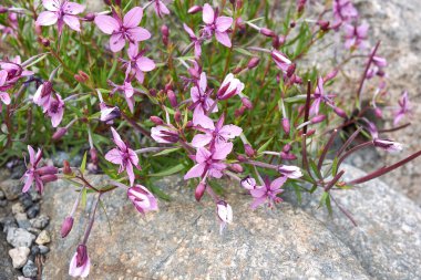 Chamaenerion fleischeri mor cilt bakımı