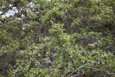 Juniperus oxycedrus kıyı şeridinde çalılık