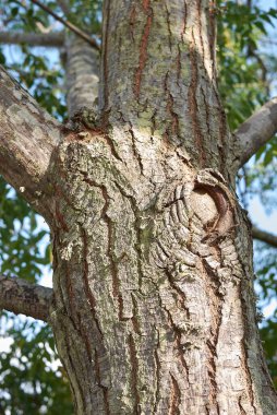 Melia Azedarach 'ın bagajını kapatın.