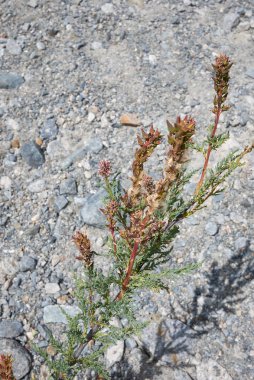 Myricaria germanica çiçek açmış.