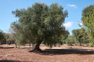 Yazın Olea Avrupa Ağacı