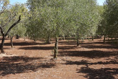Yazın Olea Avrupa Ağacı