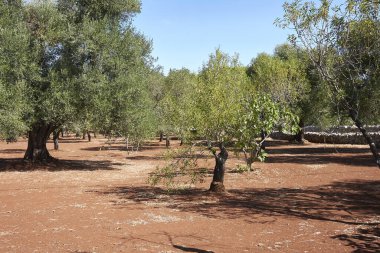 Yazın Olea Avrupa Ağacı