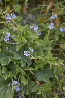 Veronica chamaedrys mavi çiçekler