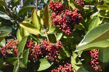 Viburnum odoratissimum kırmızı meyve yakından