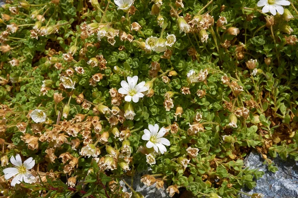 Inflorescence Blanche Cerastium Uniflorum — Photo