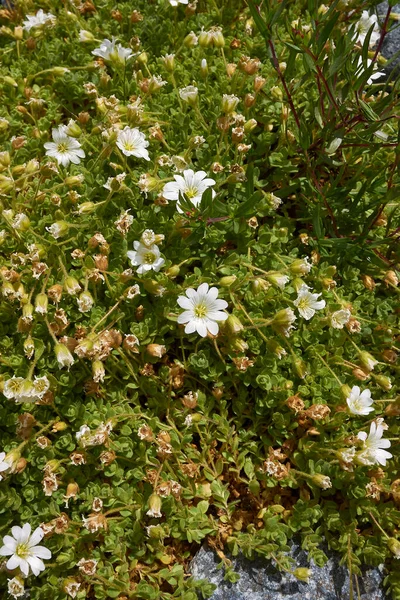 Cerastium Uniflorum Inflorescência Branca — Fotografia de Stock