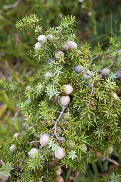 Θάμνος Juniperus Oxycedrus Στην Ακτογραμμή — Φωτογραφία Αρχείου