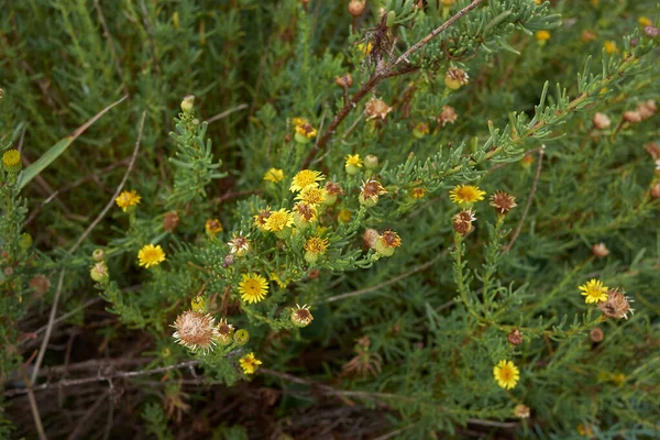 Λημπάρδα Crithmoides Κίτρινη Ταξιανθία — Φωτογραφία Αρχείου