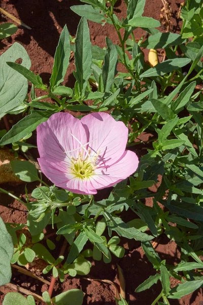 Oenothera Speciosa Rózsaszín Virág Közelről — Stock Fotó