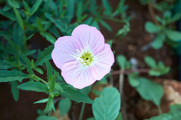 Oenothera Spesiyal Pembe Çiçek Yakın Çekim — Stok fotoğraf