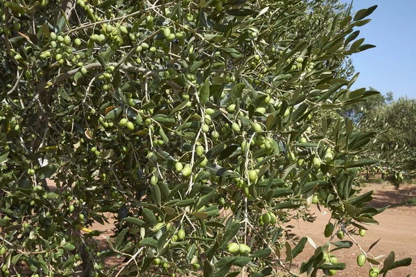 Olea Europaea Arbres Été — Photo