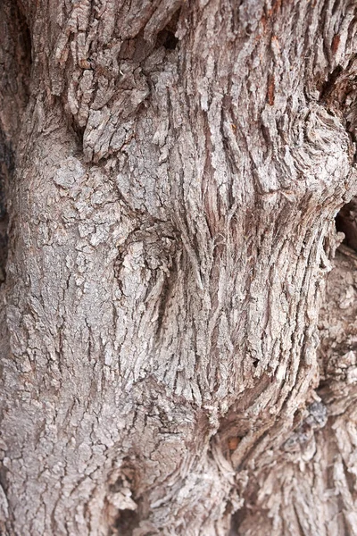 Casca Fechar Olea Europaea Árvore — Fotografia de Stock