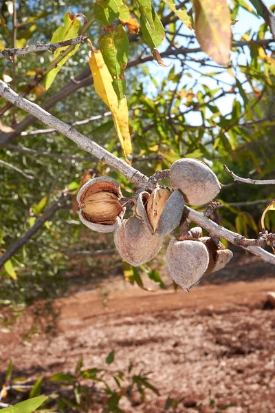 아몬드와 가까운 가지를 Prunus Dulcis — 스톡 사진