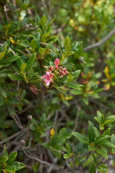 Krzew Rododendronowy Ferrugineum Rozkwicie — Zdjęcie stockowe