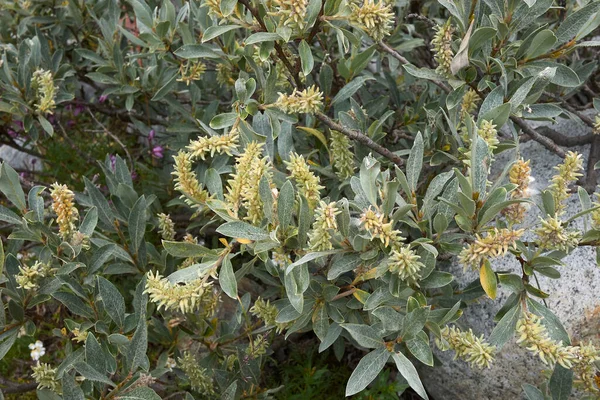 Закрывается Филиал Salix Cosericea — стоковое фото