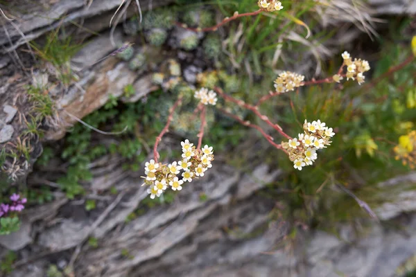 Saxifraga Paniculata Növény Fehér Virágai — Stock Fotó