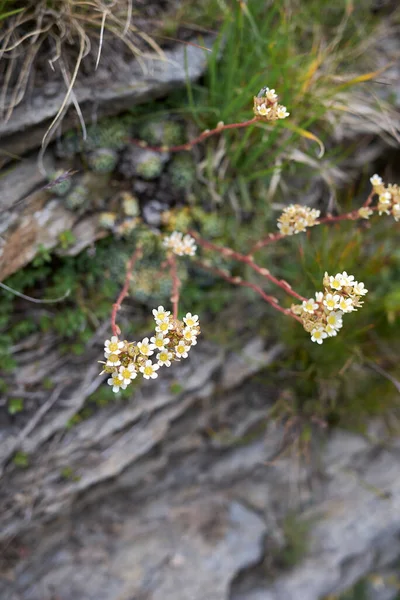 Белые Цветы Растения Saxifraga Paniculata — стоковое фото