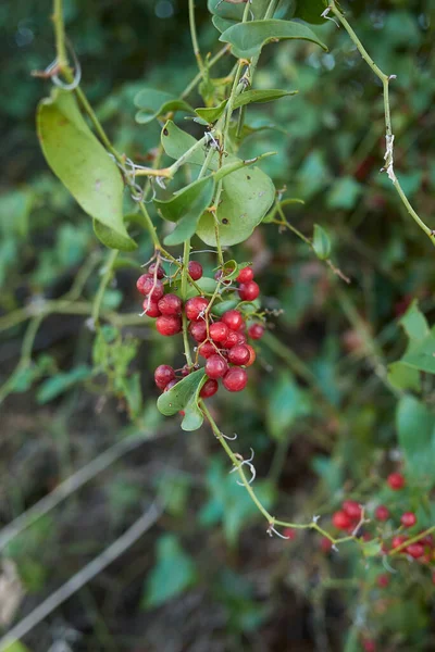 Smilax Aspera Κλαδί Κοντά Φρέσκα Κόκκινα Φρούτα — Φωτογραφία Αρχείου