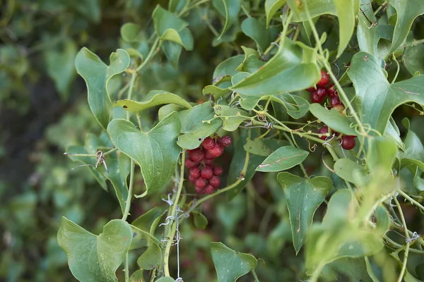Smilax Aspera Branch Close Fresh Red Fruit — Stock Photo, Image
