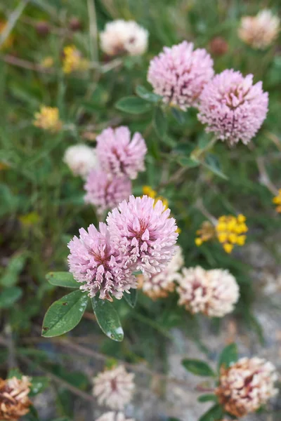 Trifolium Pratense Bílá Fialová Květenství — Stock fotografie