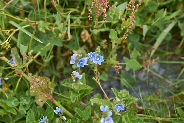 Vinterkrasse Vårgyllen — Stockfoto