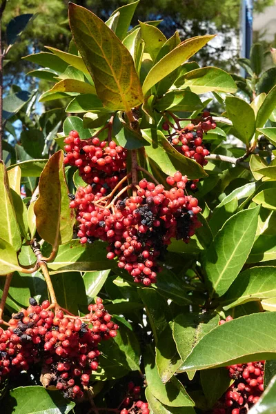 Viburnum Odoratissimum Rote Früchte Aus Nächster Nähe — Stockfoto