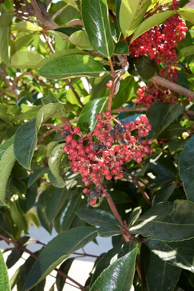 Viburnum Odoratissimum Fruta Roja Cerca —  Fotos de Stock
