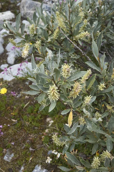 Filiale Salix Glaucosericea Vicino — Foto Stock