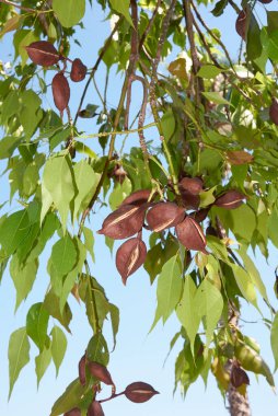 Brachychiton populneus ağacının dalları