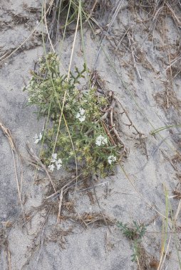 Echinophora spinosa beyaz cilt bakımı