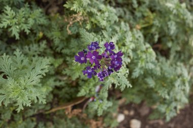 Glandularia melez bitkisi çiçek açtı