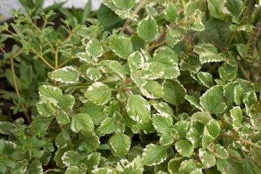 Plectranthus coleoides çeşitli yapraklar